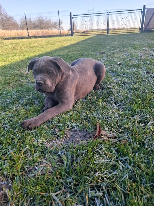 Suczka Cane Corso