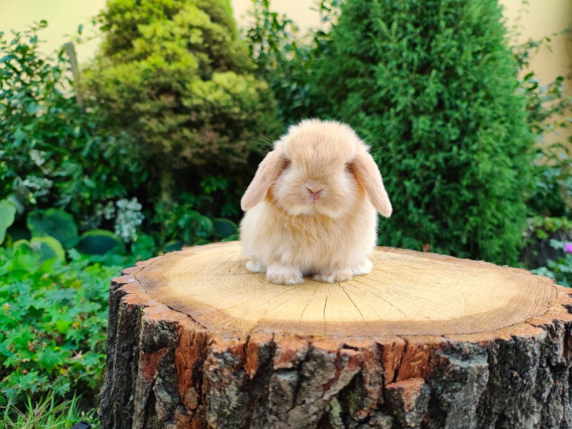Urocze króliczki Mini Lop.