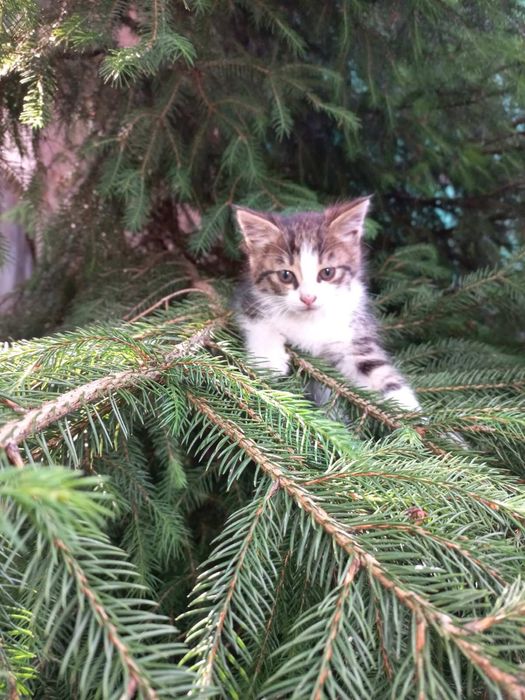 Кошеня в добрі руки