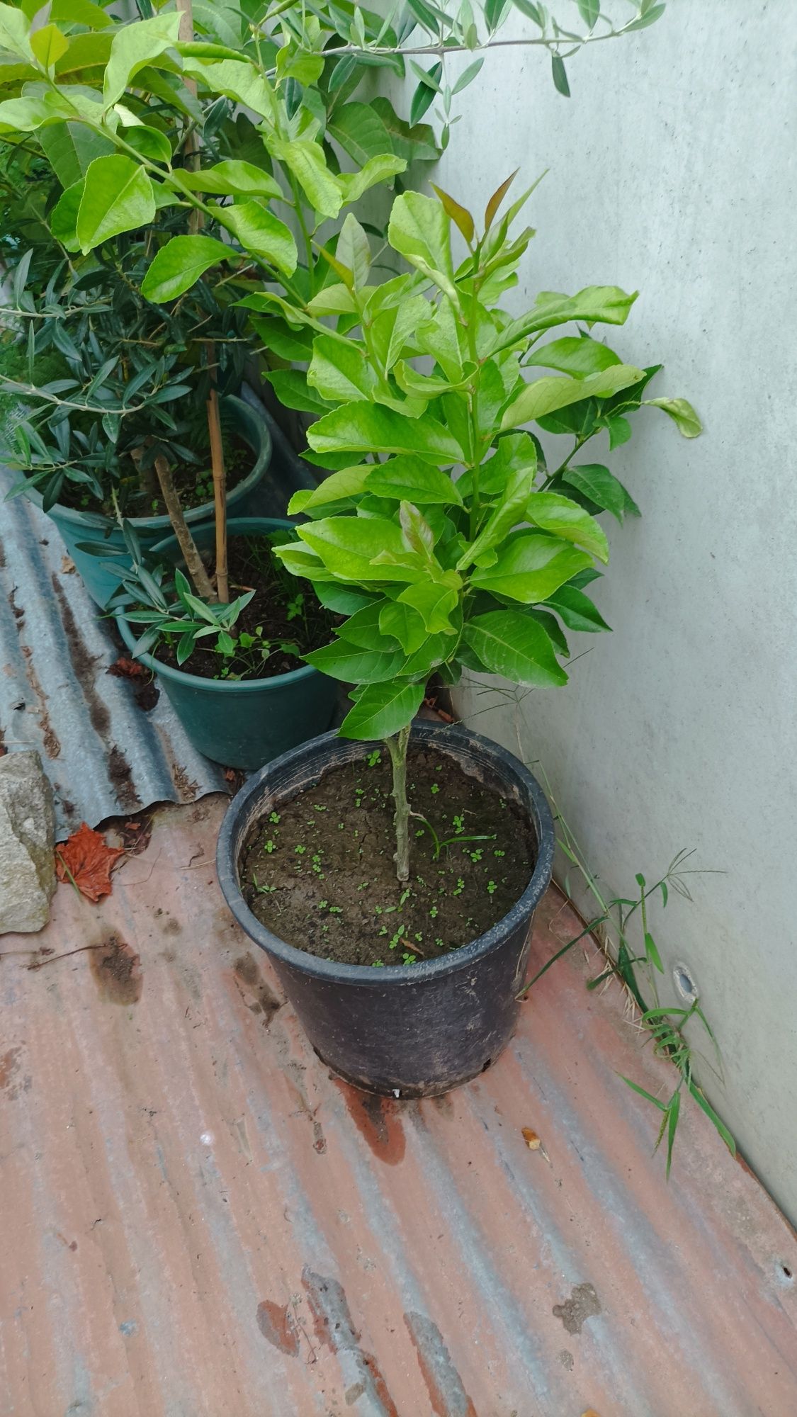 Nogueira, Limoeiros e Magnoeiro Macieira ameixoeira figueira pereira