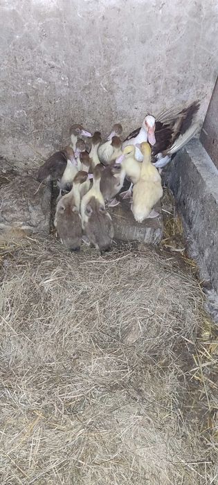 Sprzedam mlode kaczki