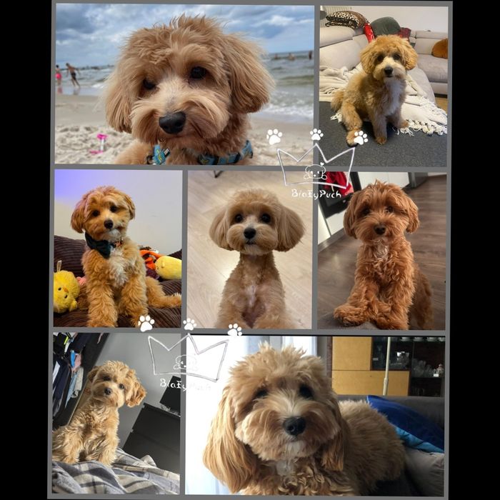 Maltipoo F1 beżowe toy badania paszport wyprawka