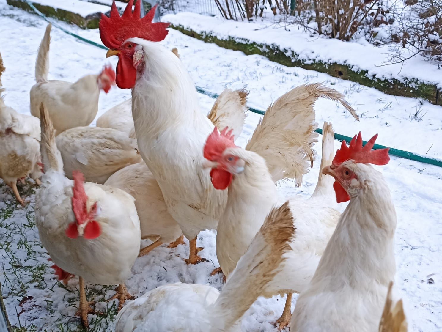 Leghorn - jaja lęgowe najlepszej nioski