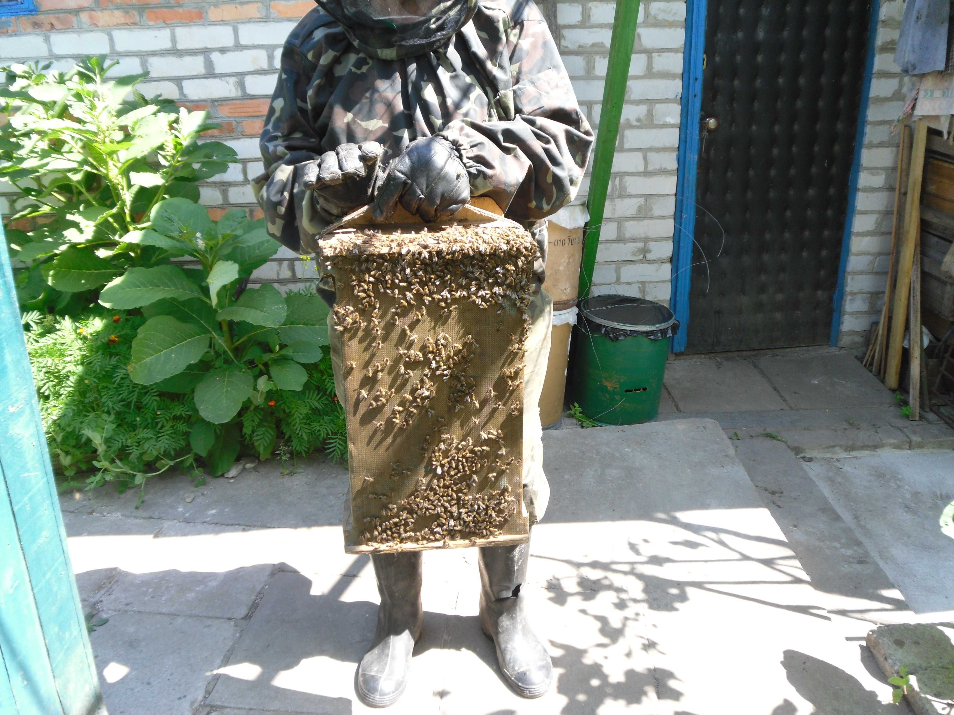 Продаются пчелы, пчелиные семьи