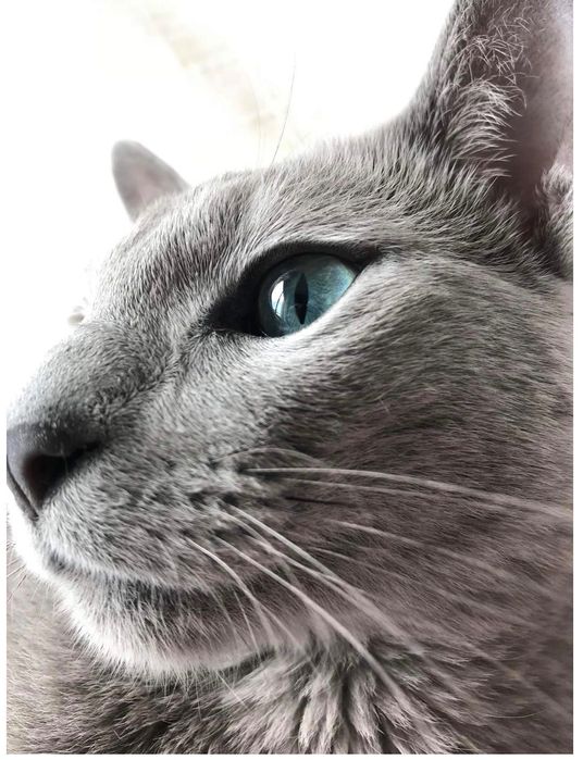 Russian Blue/Azul Russo