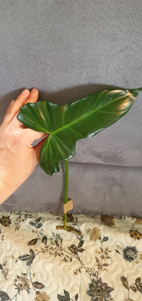 Filodendron camouflage