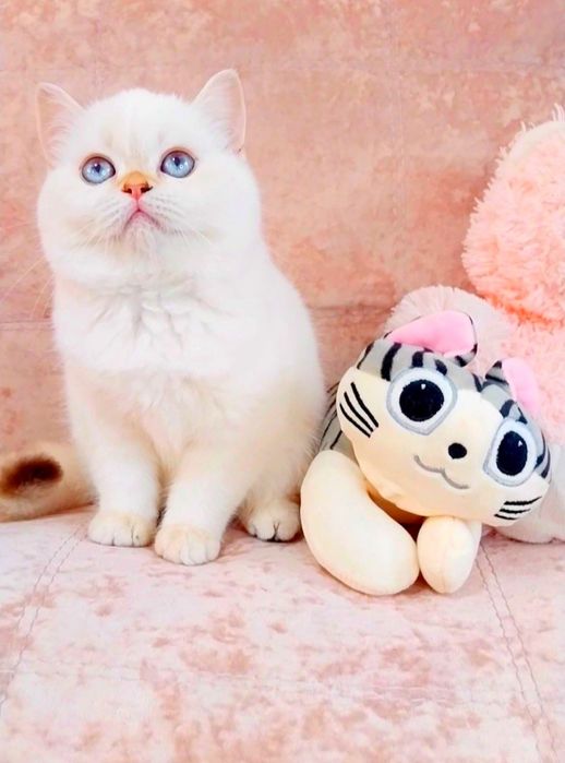 Біленьке ведмежатко дівчинка красунечка