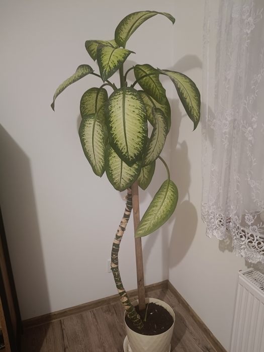 Sprzedam kwiat Dyfenbachia