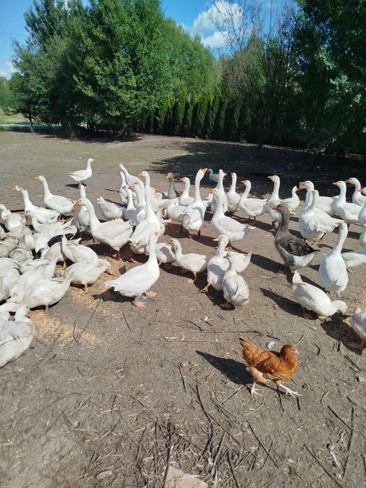 Gęsi i kaczki tegoroczne