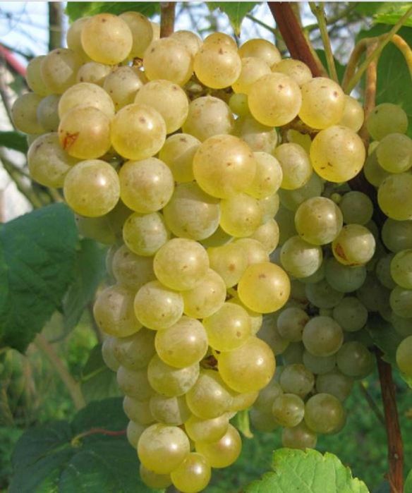 Zestaw 25 sztuk Seyval Blanc na białe wino