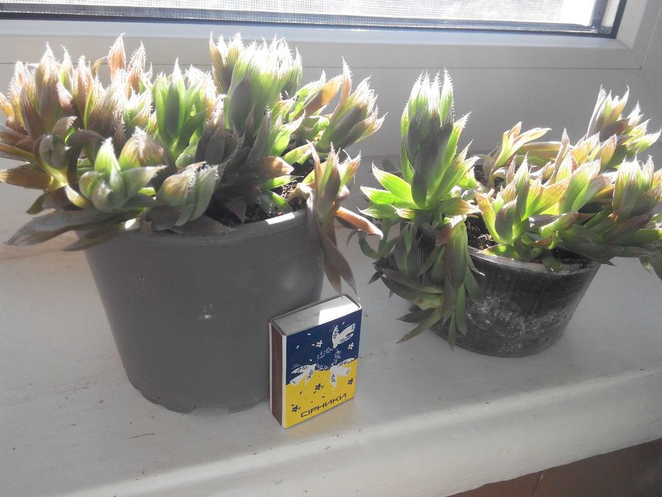 Хавортии Бейтса и др.,суккуленты,детки,минисад,флорариум.