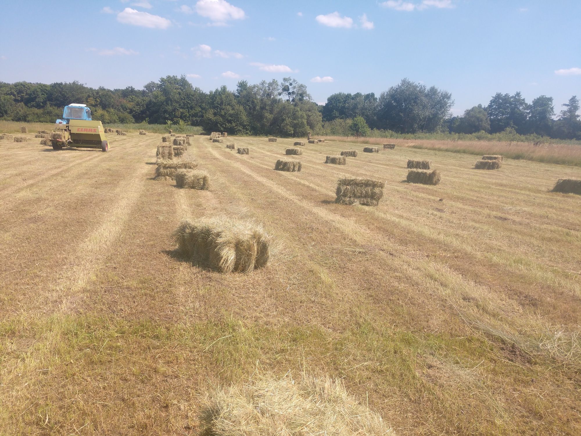 Продам сіно люцерні і лугове