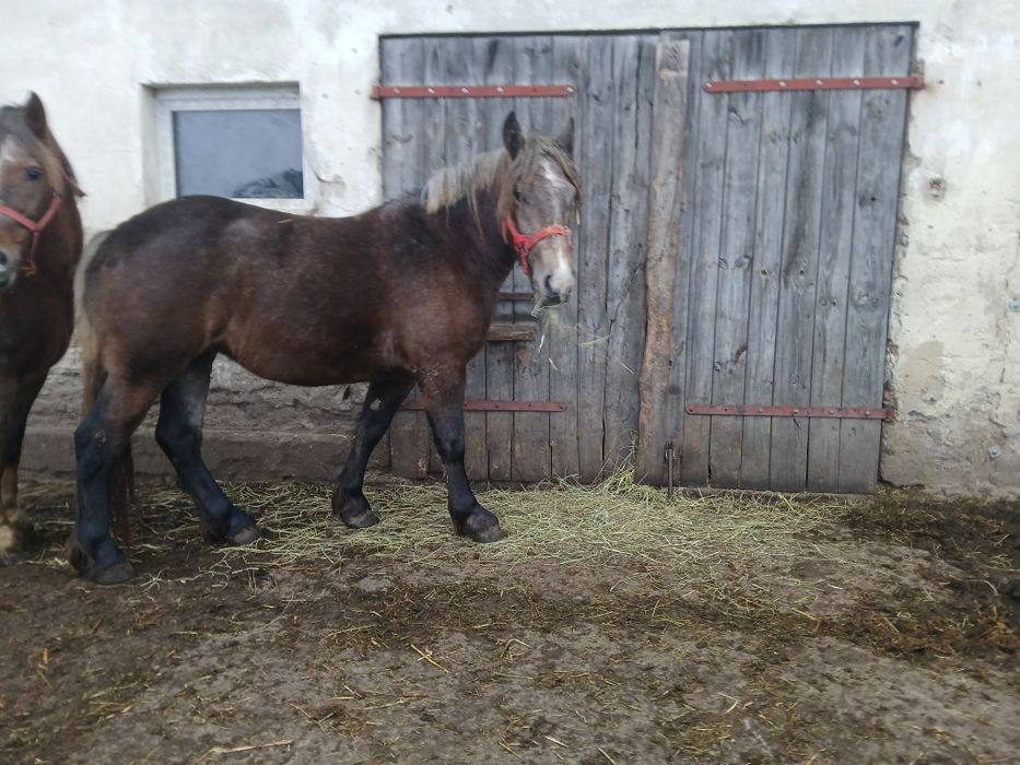 Klacz zimnokrwiste pogrubiona zamiana