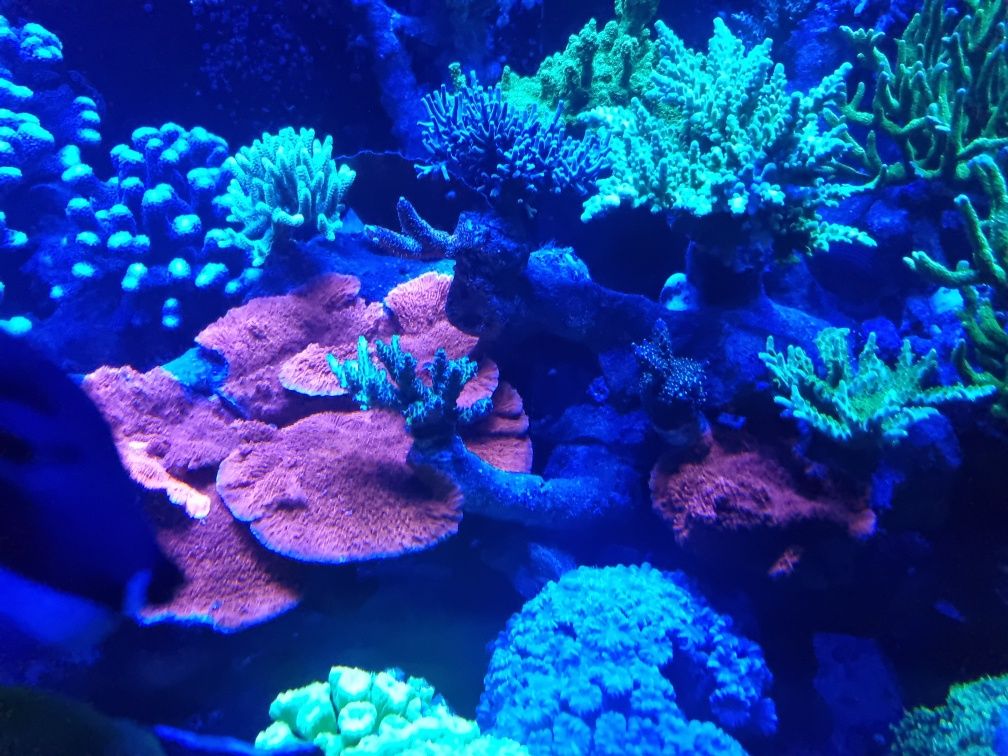 Koralowce. Sps, lps, inne