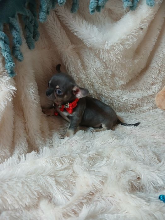 Chihuahua Macho Mini Criadora Registada PT 3088 FL