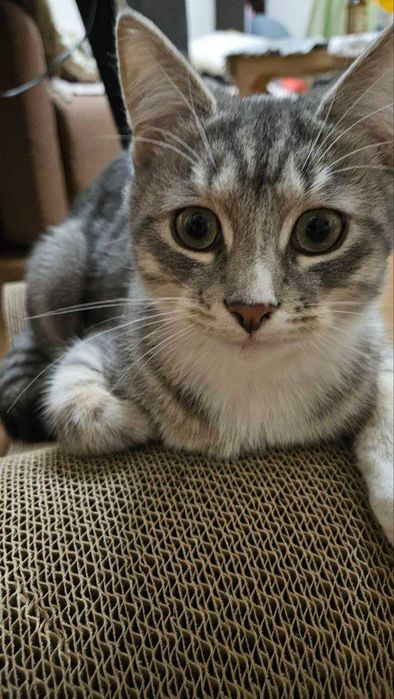 Котик в хороші руки. Дуже лагідний і добрий.