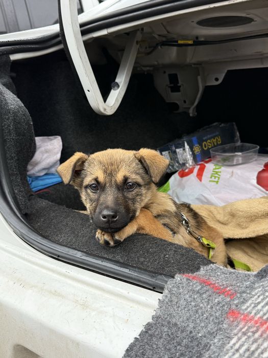 Віддам в добрі руки безкоштовно