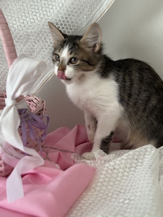 Марципан шукає родну