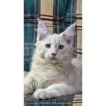 Gatinho Maine Coon