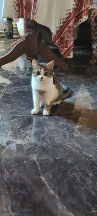 Віддам Безкоштовно кошеня Хлопчик