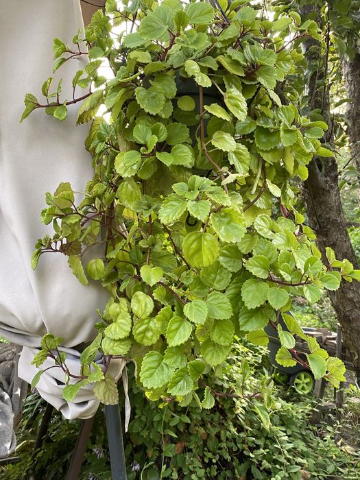 Продам плектрантус