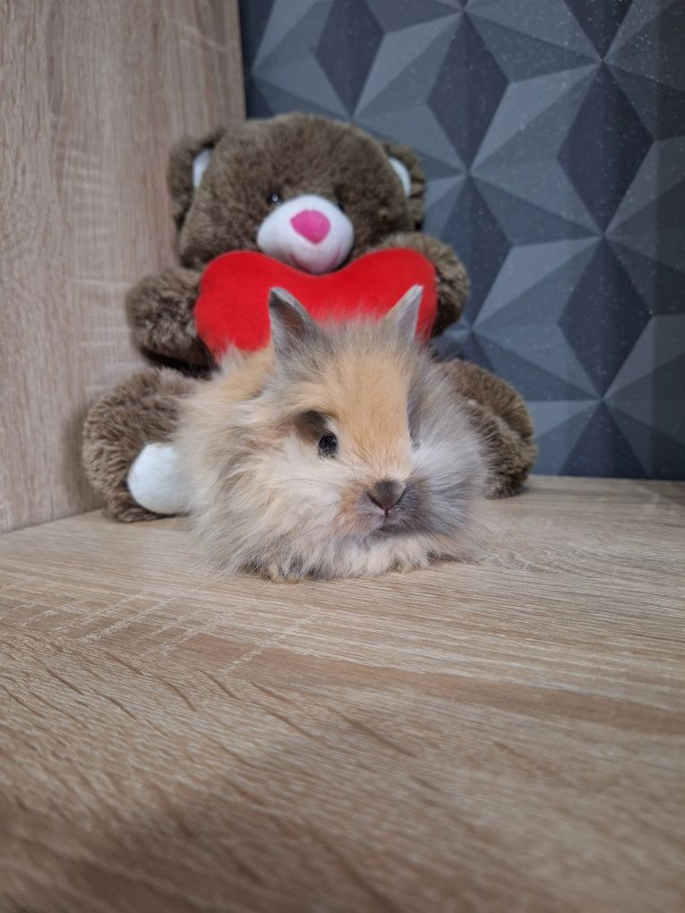 Króliczki Karzełki Teddy