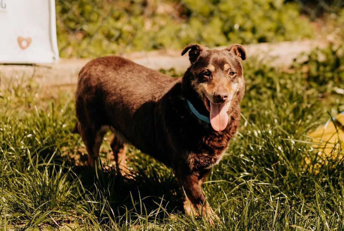 Delikatna, grzeczna sunia poleca się do adopcji!!!