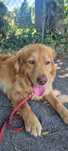 Riko ala golden retriver
