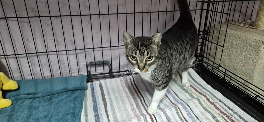 Gata para adoção consciente