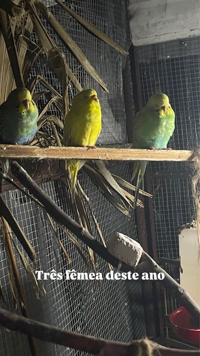 Piriquitos para ceder