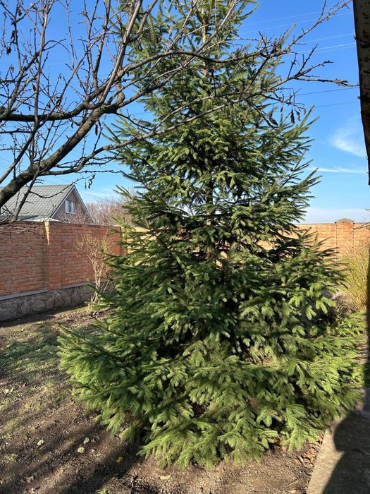 Жива ялинка - ціна догововірна!