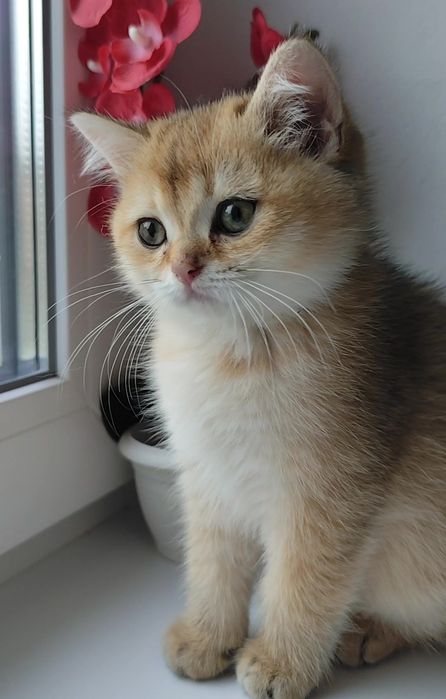 Шотландская золотая шиншилла прямоухие вислоухие мальчик девочка