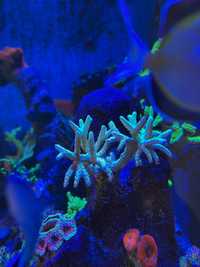 Anacropora Goldenrod koralowiec SPS