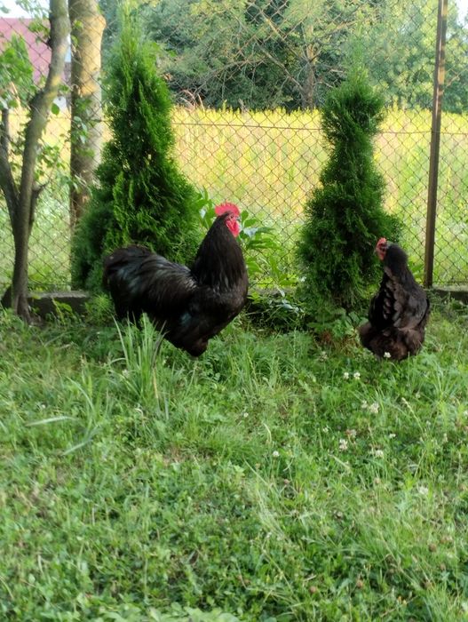 Kogut australorp australop kury