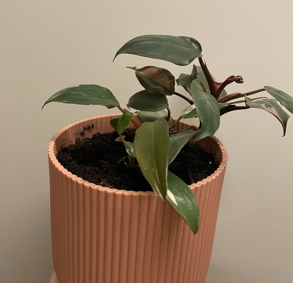Filodendron Philodendron pink princess