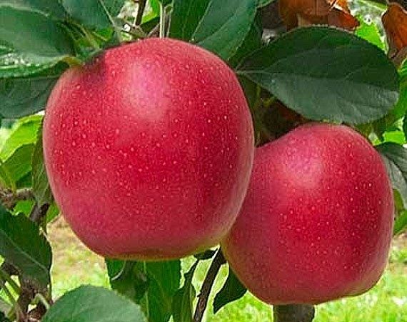 Саджанці яблунь різного сорту, з розвиненою кореневою. Опт та Роздріб.