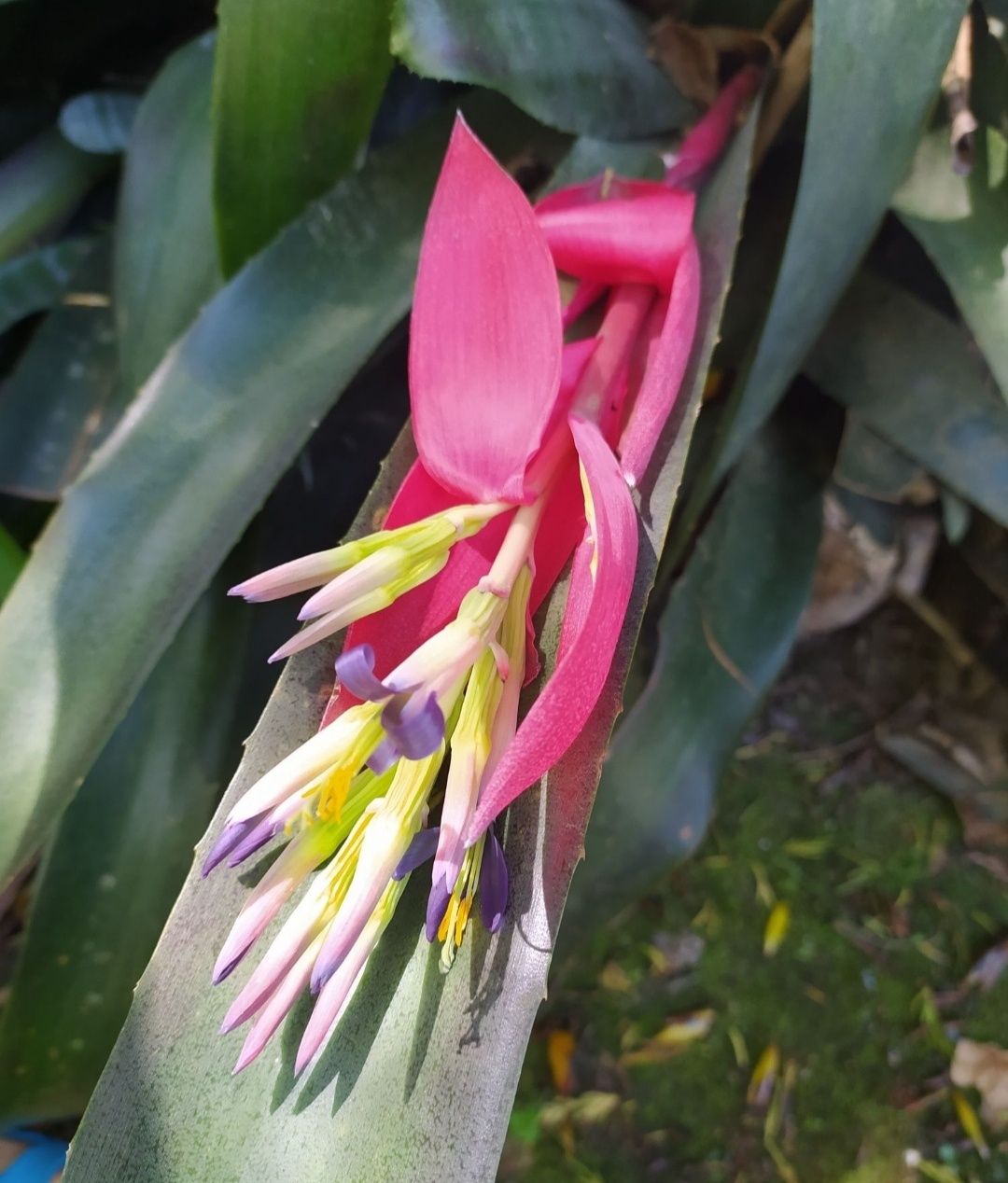 Planta bromélia cor rosa e roxa