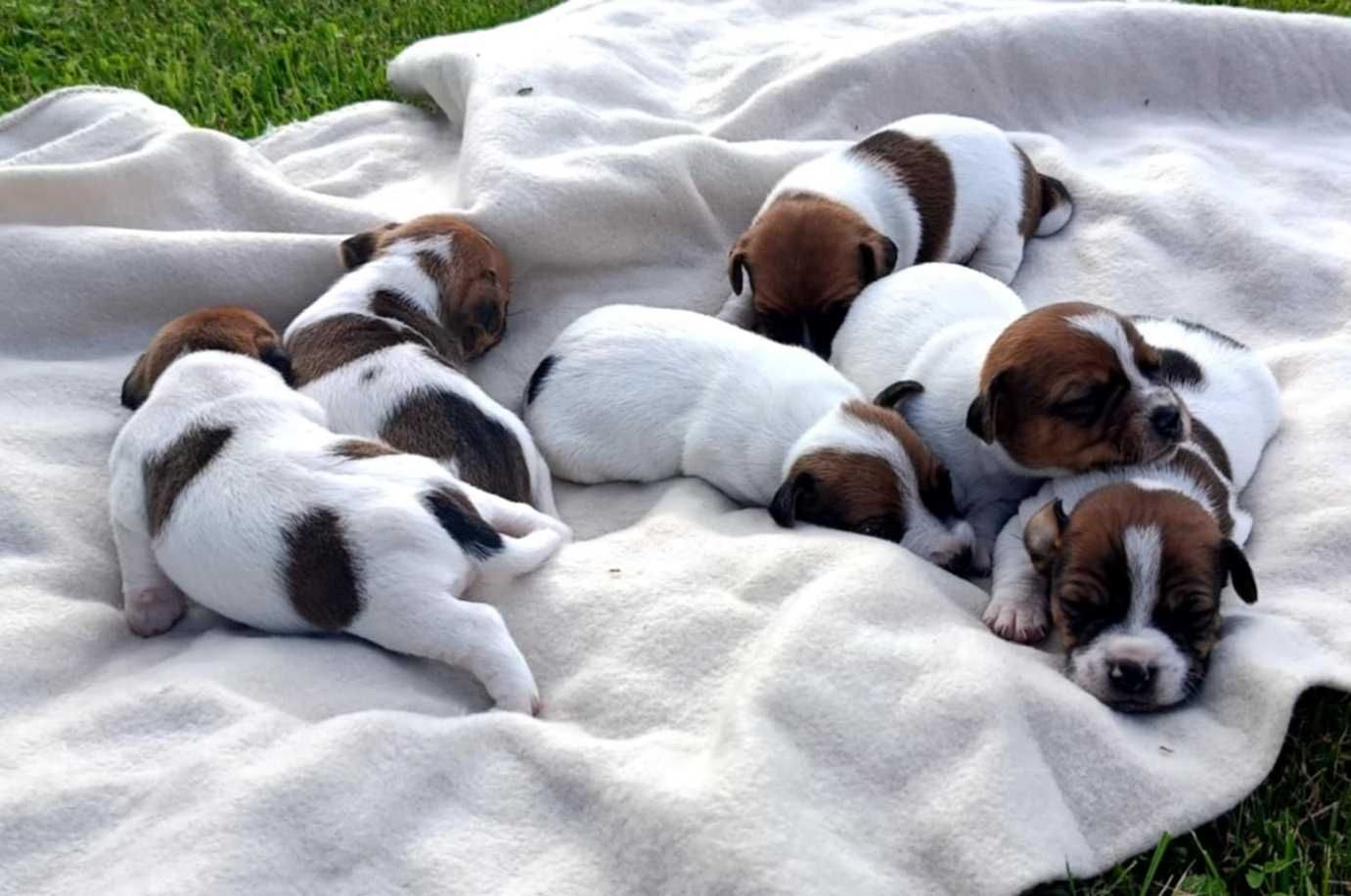 Jack Russell Terrier