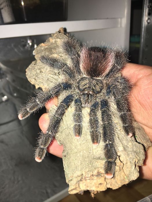 Avicularia jurenesis L1