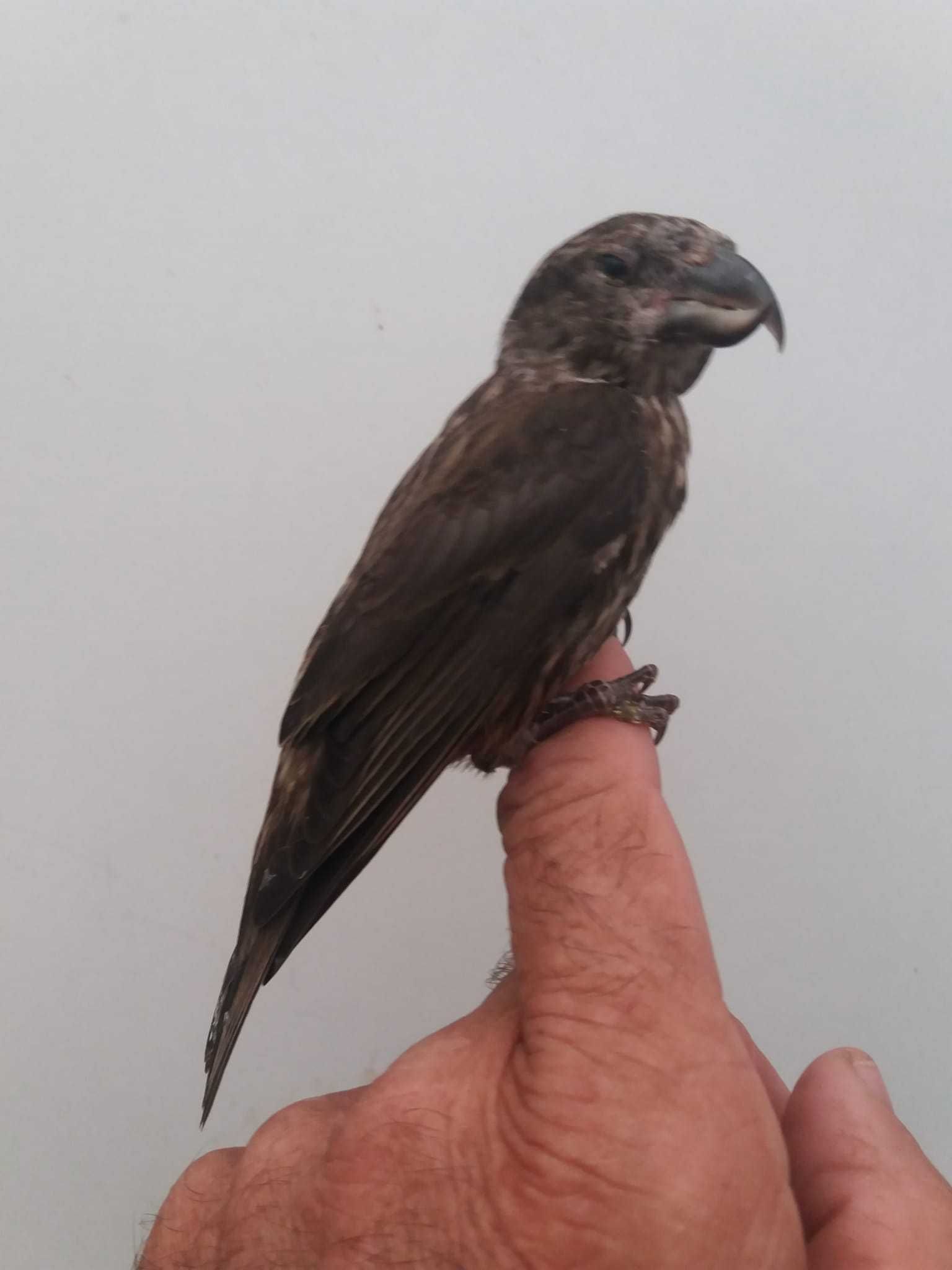 Varias aves anilhadas 2024/2025