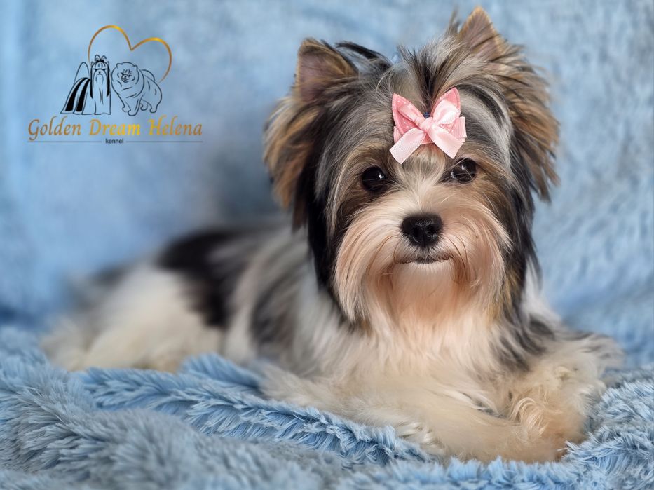 Дівчинка бівер йорк