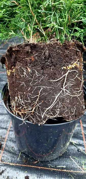 Tuja Szmaragd Szmaragdowa Tuje Szmaragdy 90CM Wys hodowane w doniczce