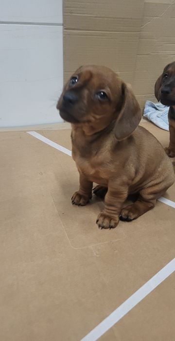 Jamnik standard szczeniaczek