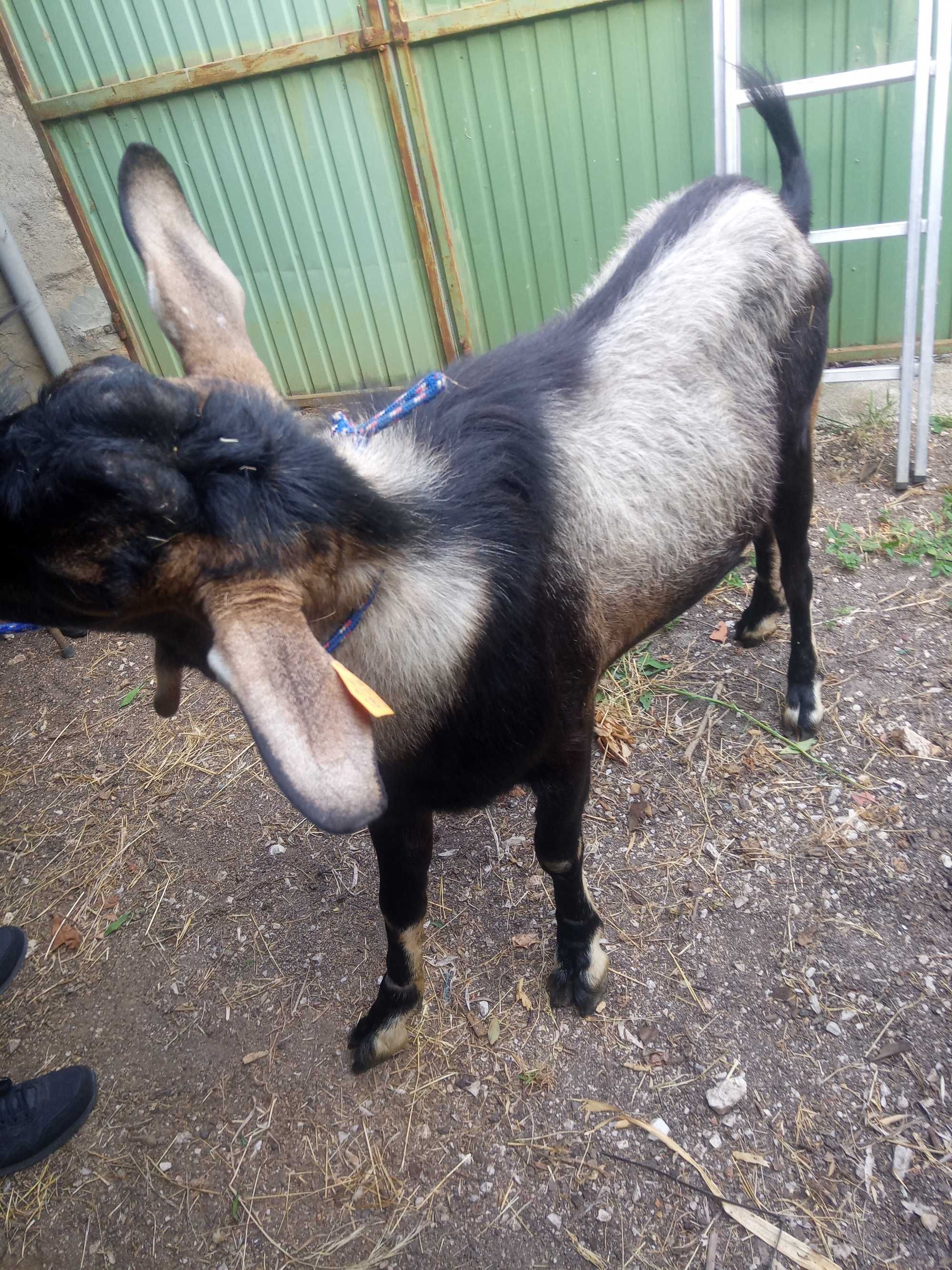 Vende-se chibo 300€