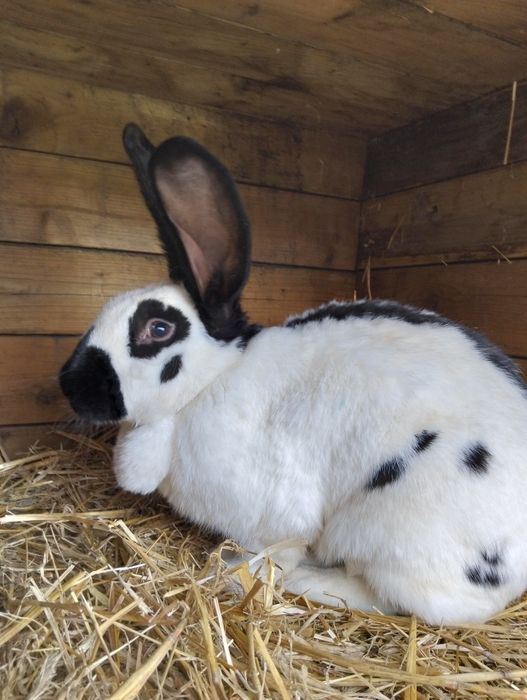 Sprzedam samicę roczną