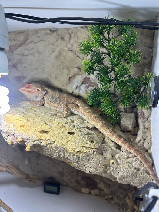 Agama brodata 2 letnia z terrarium