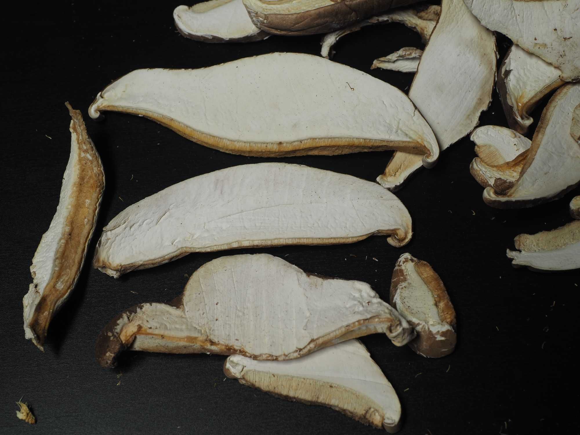 Pniarek brzozowy, porek brzozowy  grzyb leczniczy naturalny antybiotyk