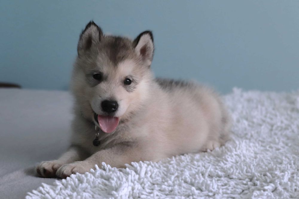 Alaskan Malamute szczeniak PIESEK (czarna obroża)