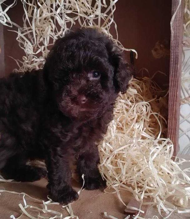 Роскошная крошка-девочка Шоколадного Той пуделя из Киева