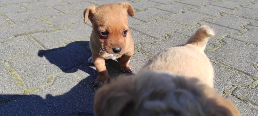 Oddam pieska pinczerek